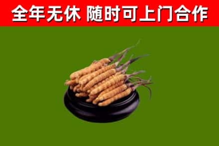 兴化回收散虫草